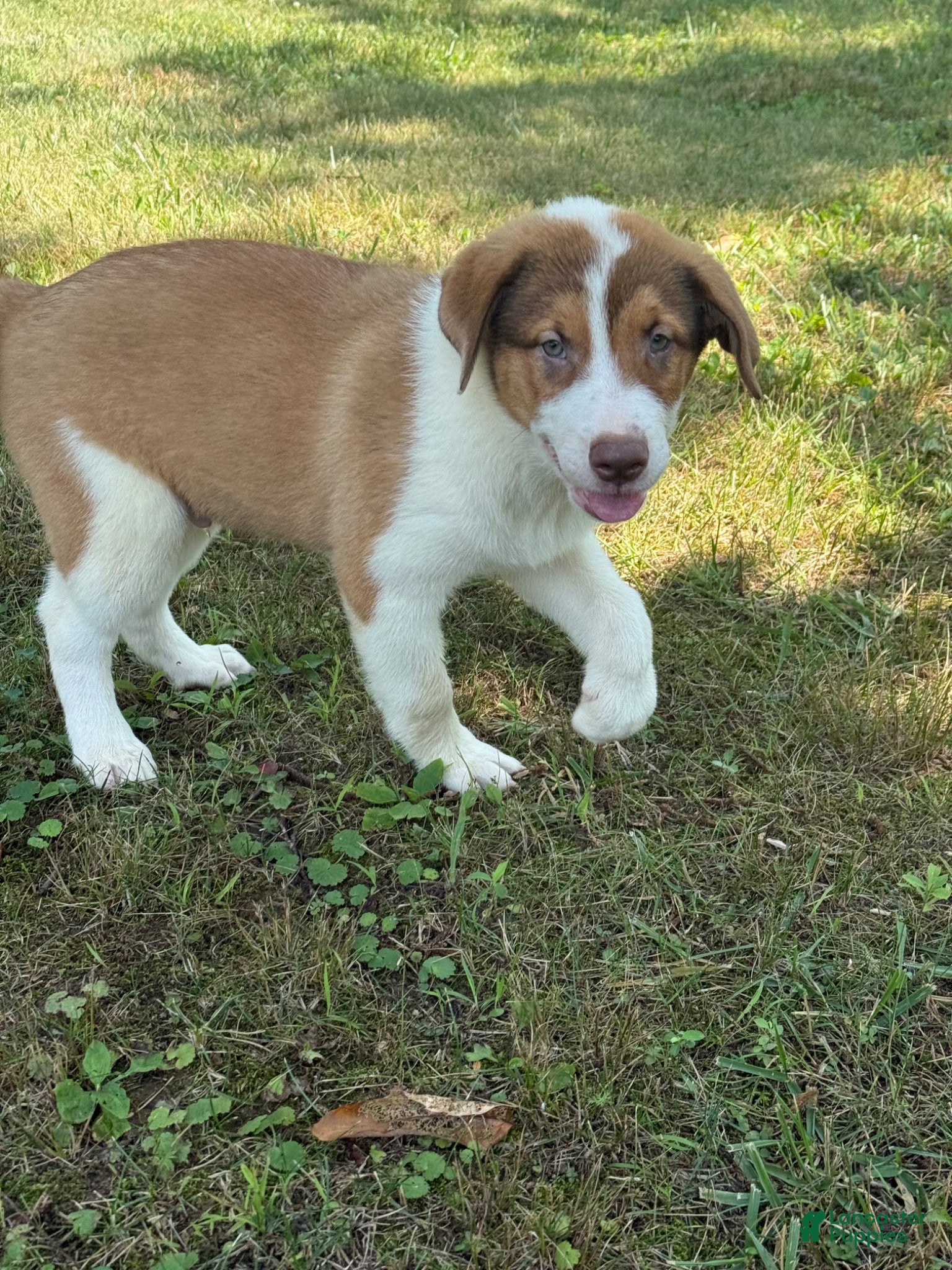 Mixed Breed dogs Diesel - Ad 22