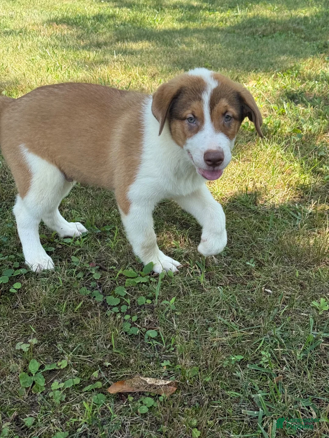 Mixed Breed dogs for sale: Diesel - Ad 1