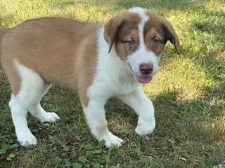 Mixed Breed dogs Diesel - Ad 22