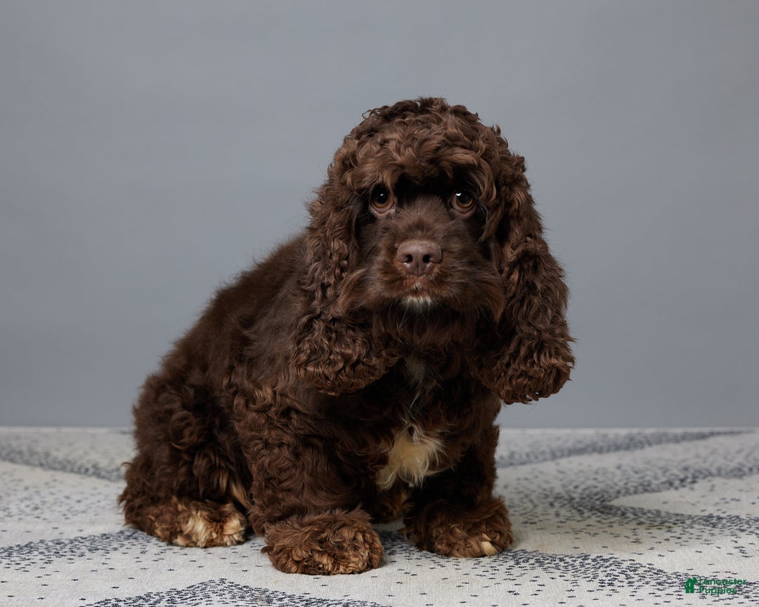 Cockapoo dogs for sale: Max - Ad 12