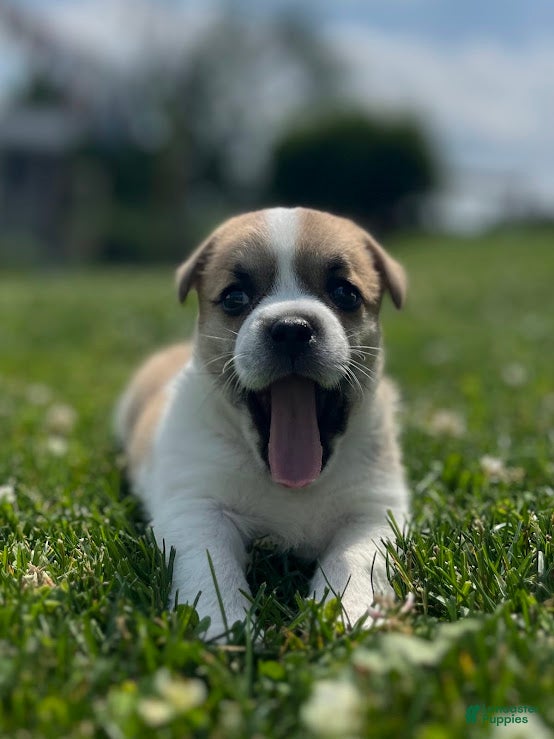 Jug dogs Luna - Ad 2