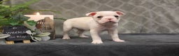 Boston Terrier dogs for sale: Sugar - Ad 6