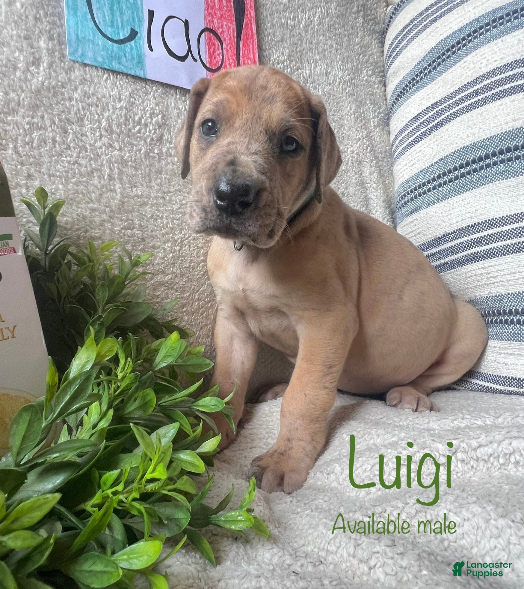 Great Dane dogs Luigi - Ad 30