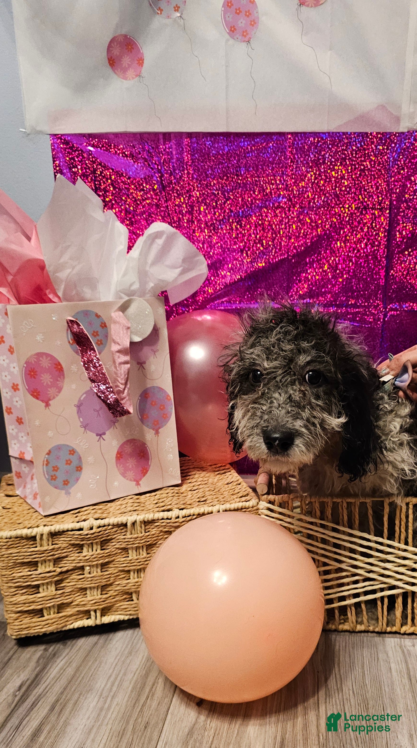 Mixed Breed dogs for sale: Gloria  - Ad 2