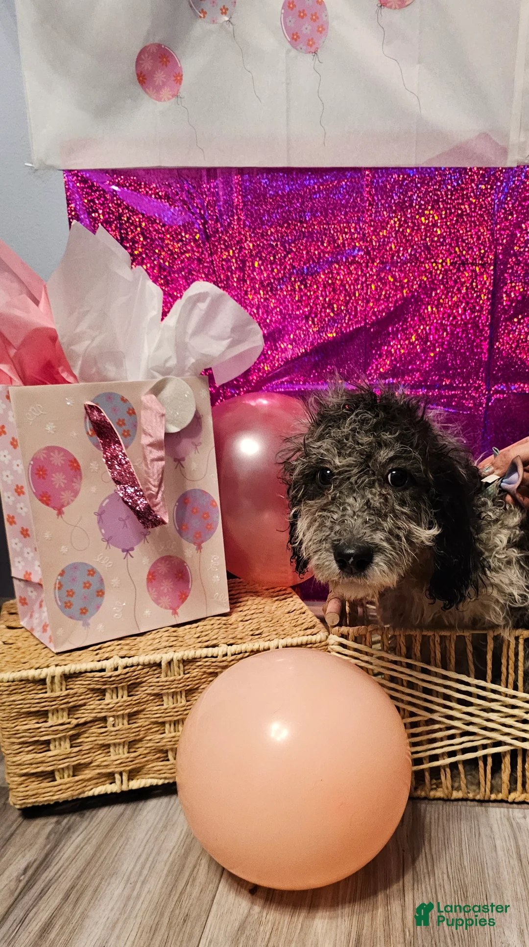 Mixed Breed dogs for sale: Gloria  - Ad 1