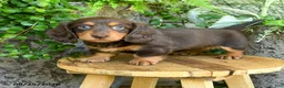 Miniature Dachshund dogs for sale: Ellie - Ad 3