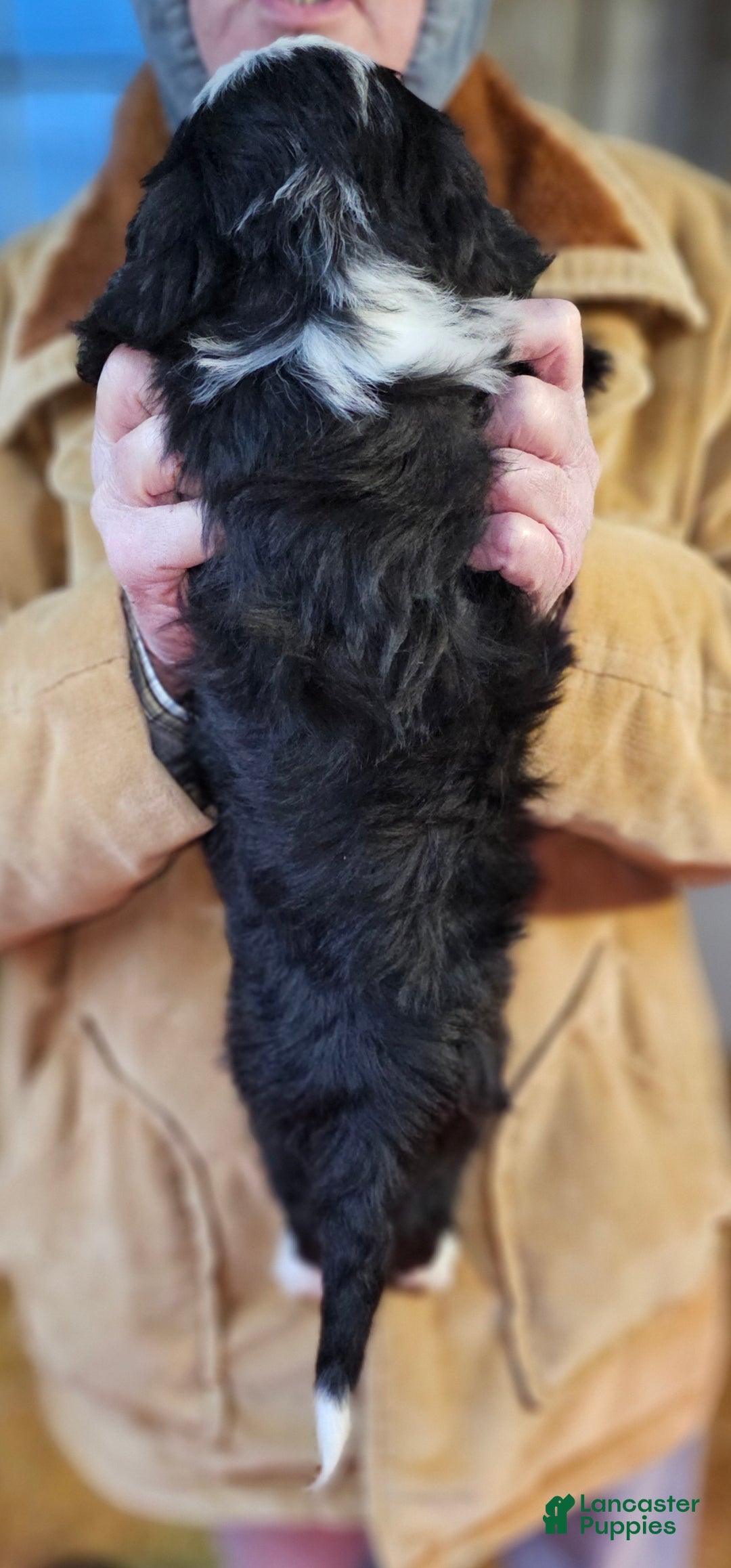 Bernedoodle dogs for sale: Bernedoodle Puppy 1 - Ad 3