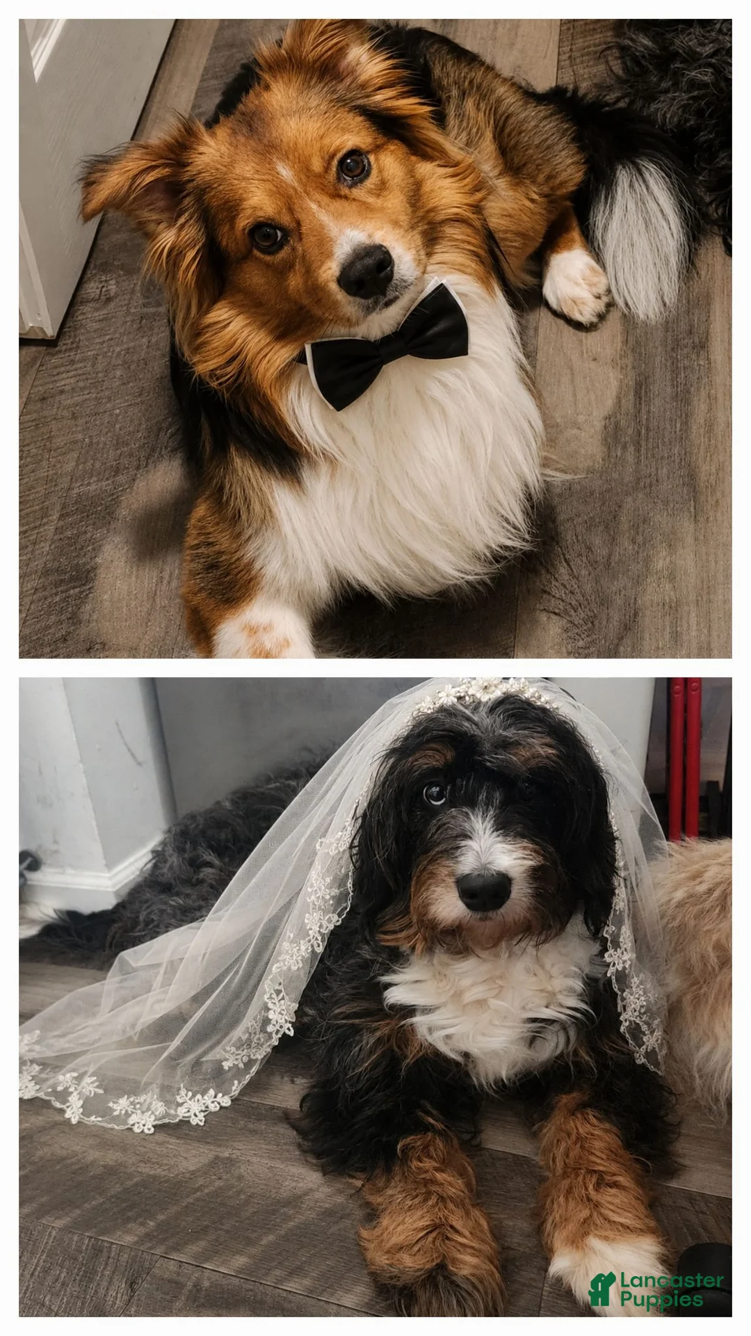 Mixed Breed dogs for sale: Apollo - Ad 3