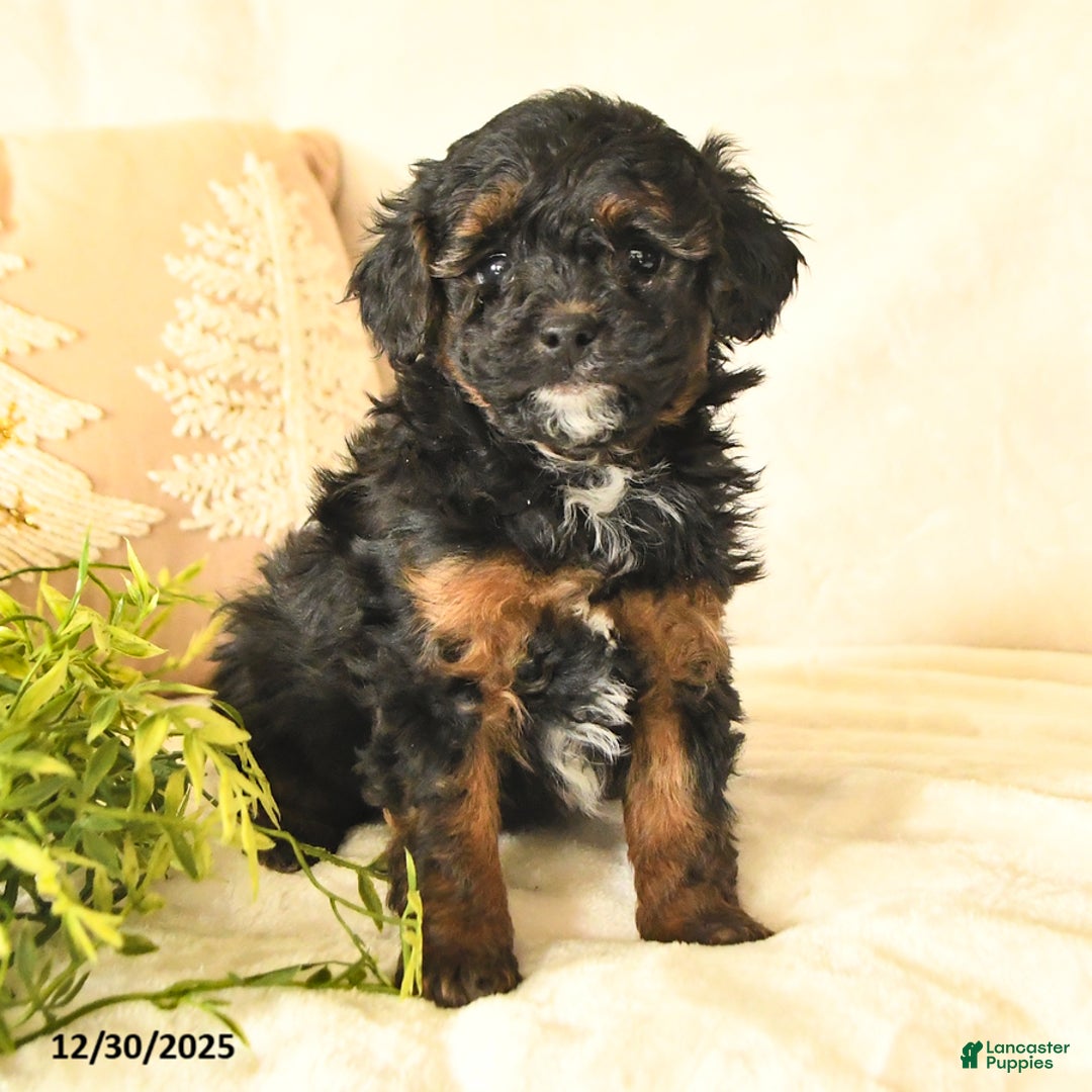 Havapoo dogs for sale: Elvis - Ad 2