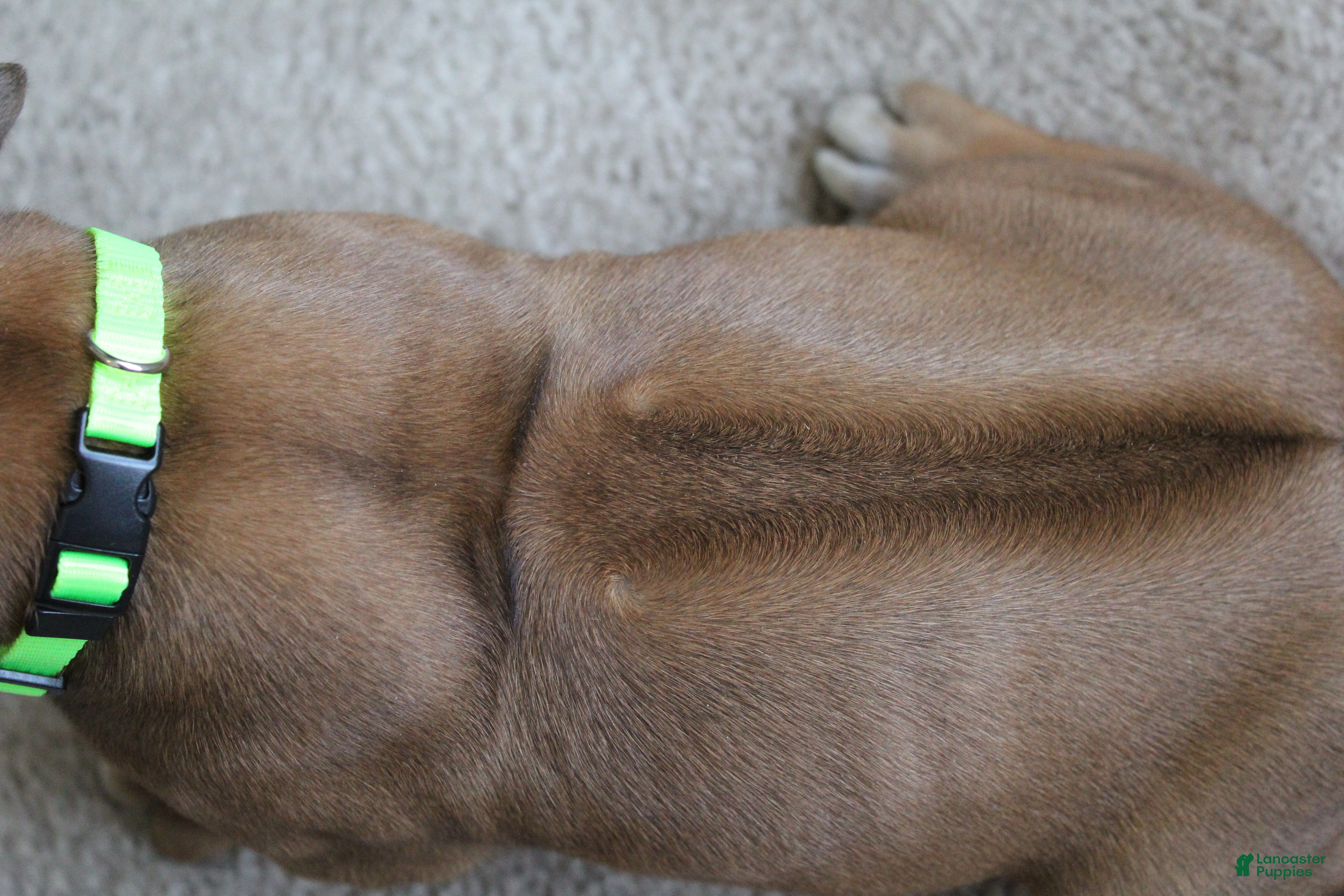 Rhodesian Ridgeback dogs Jax - Ad 2