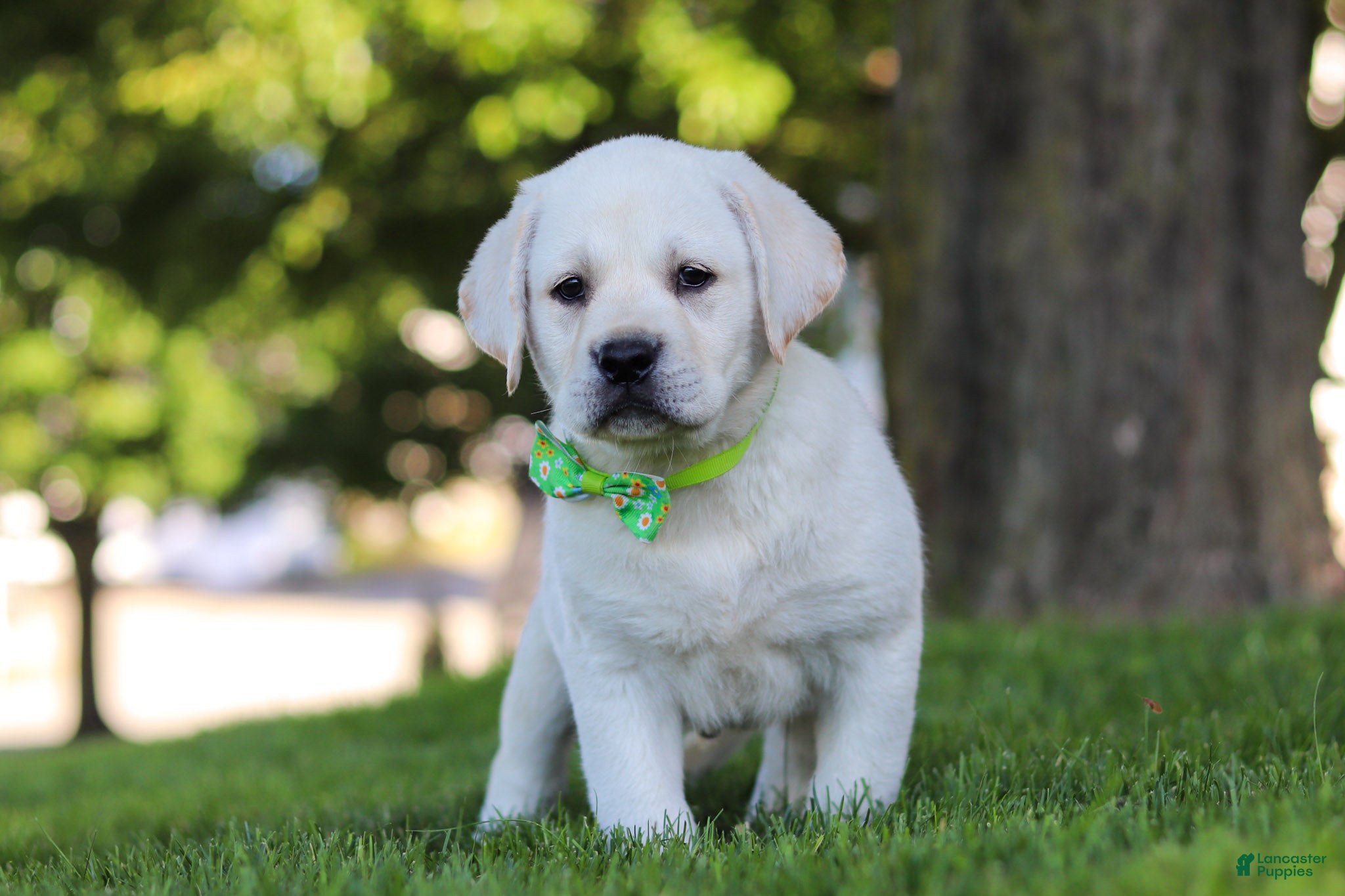 Labrador Retriever dogs for sale: Bernie - Ad 4