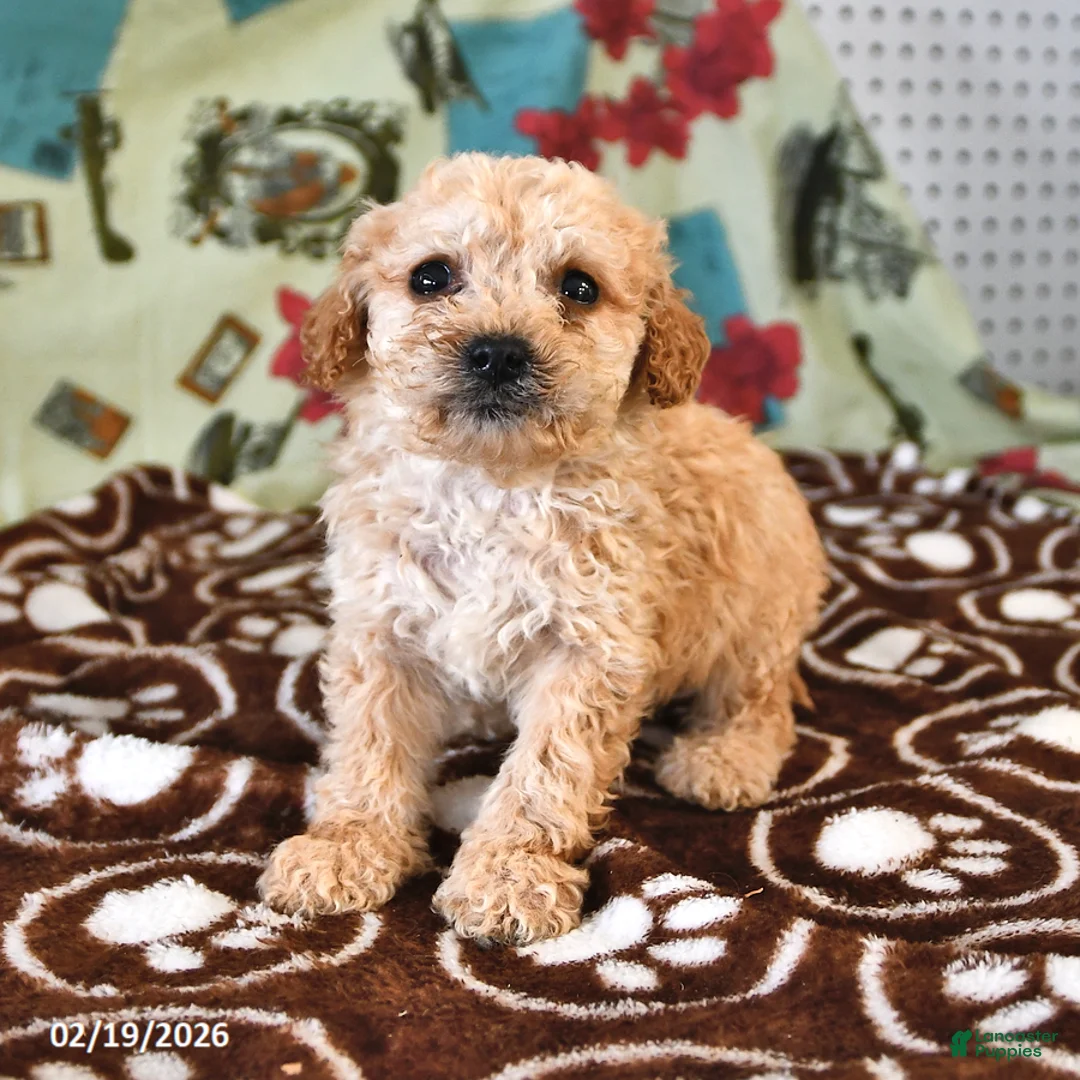 Cockapoo dogs for sale: Hannah - Ad 4