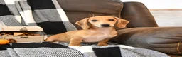 Miniature Dachshund dogs for sale: Timber - Ad 4