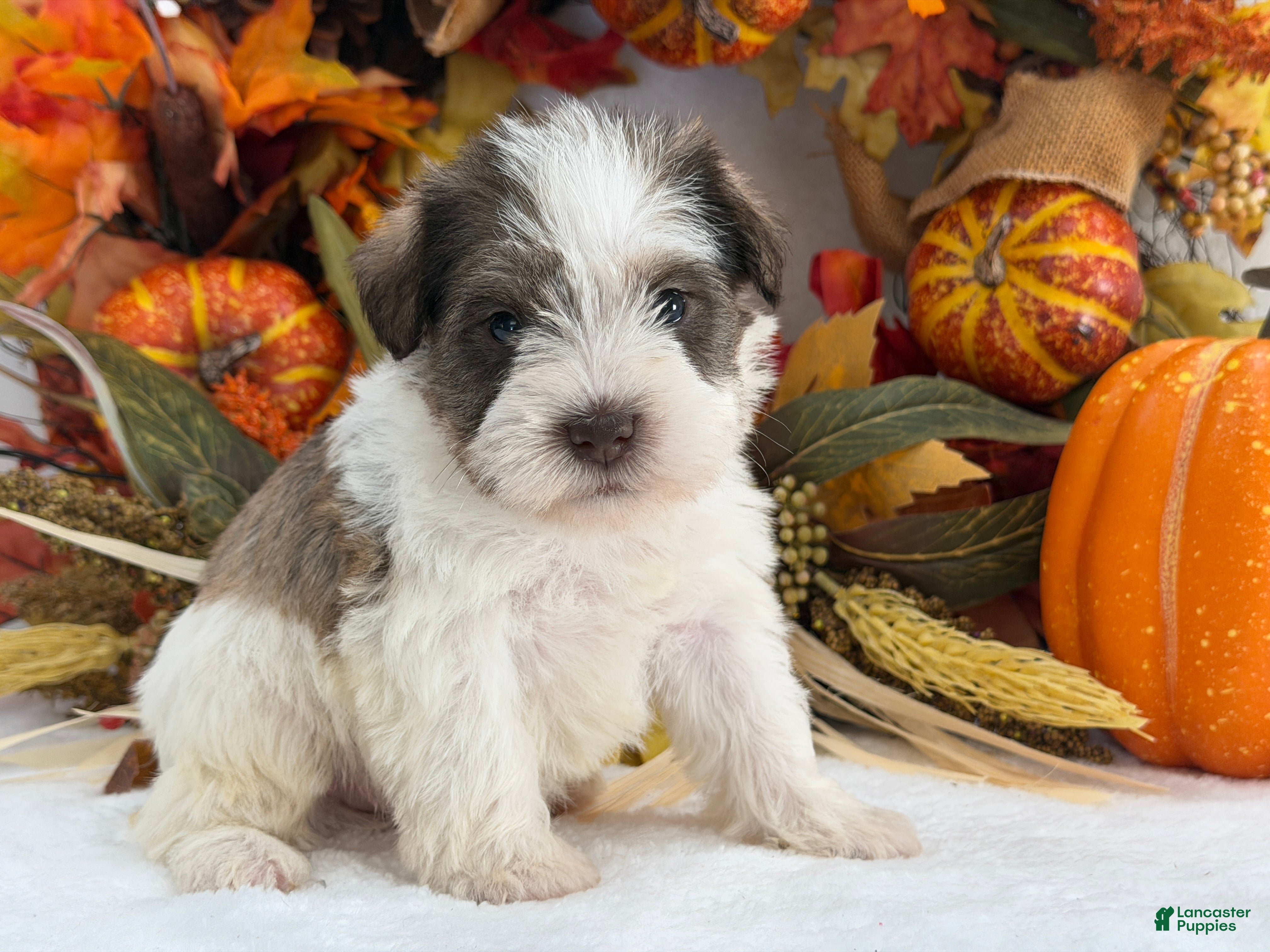 Miniature Schnauzer dogs for sale: Kora Female 1 - Ad 42
