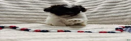 Shih Tzu dogs for sale: Shih Tzu 2 - Ad 4