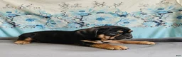 Mixed Breed dogs for sale: Modge - Ad 8