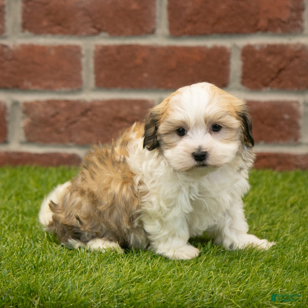 Havapoo dogs for sale: Barney - Ad 2