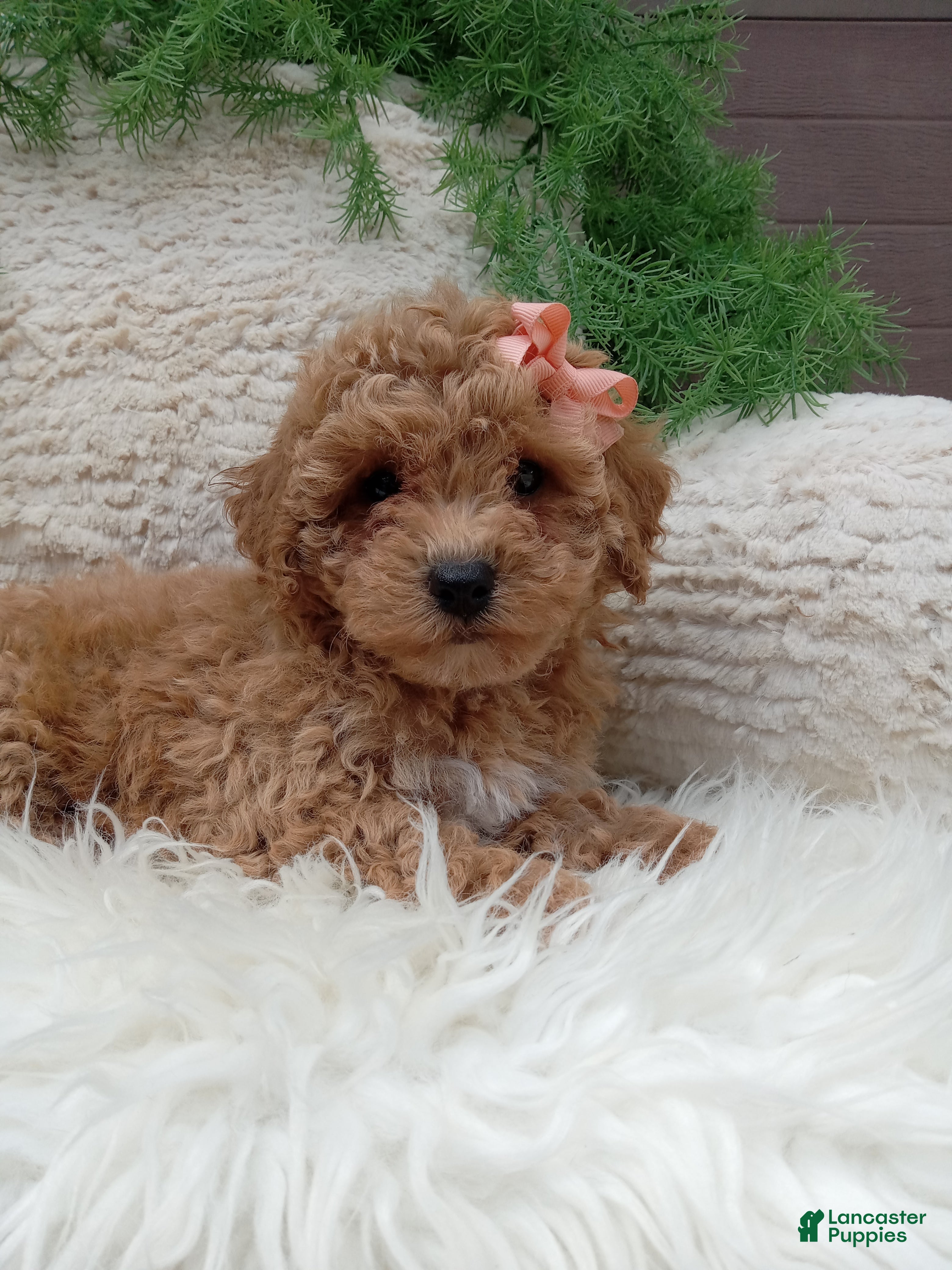 Bichpoo dogs Willow - Ad 1