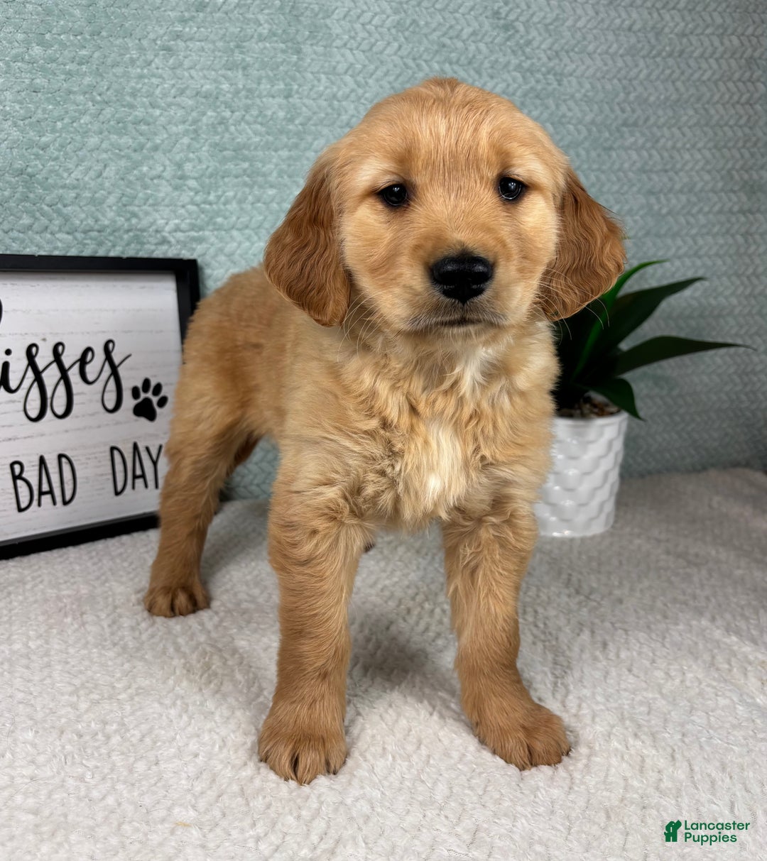 Golden Retriever dogs for sale: Ginger  - Ad 4