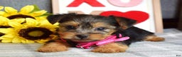 Yorkshire Terrier dogs for sale: Haddie - Ad 9