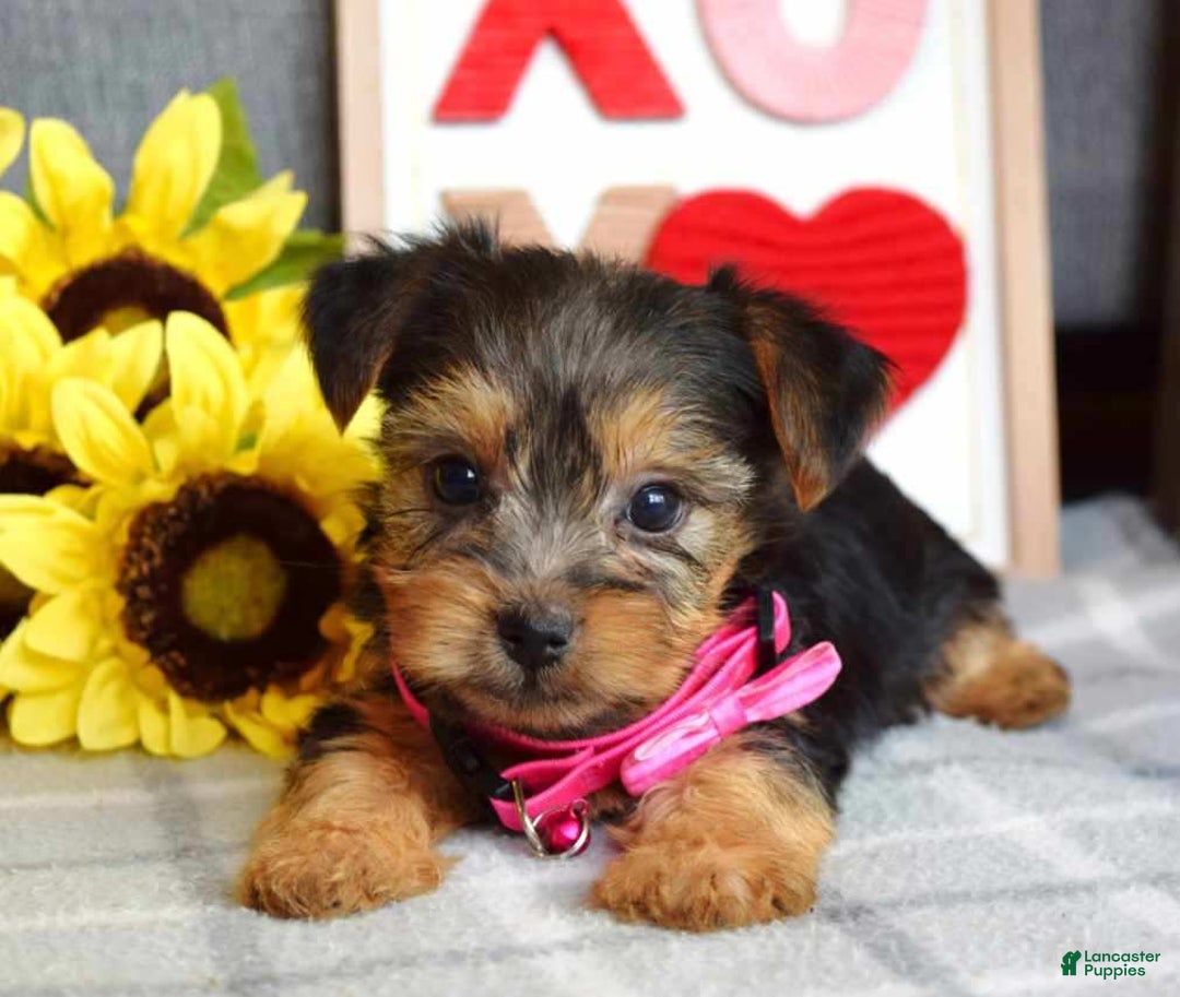 Yorkshire Terrier dogs for sale: Haddie - Ad 9