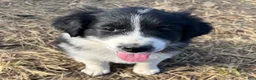 Mixed Breed dogs for sale: Daisy - Ad 4