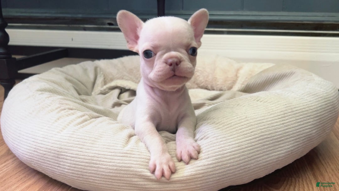 French Bulldog dogs for sale: Koia - Ad 4