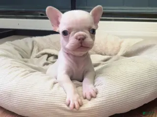 French Bulldog dogs Koia - Ad 29