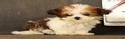 Havapoo dogs for sale: Tucker - available 8/17/26 - Ad 1