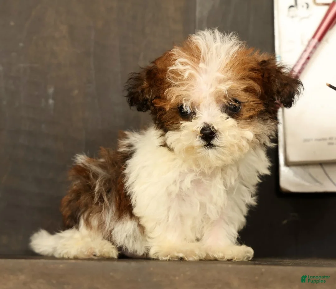 Havapoo dogs for sale: Tucker - available 8/17/26 - Ad 1
