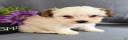 Morkie dogs for sale: Wiggles - Ad 2