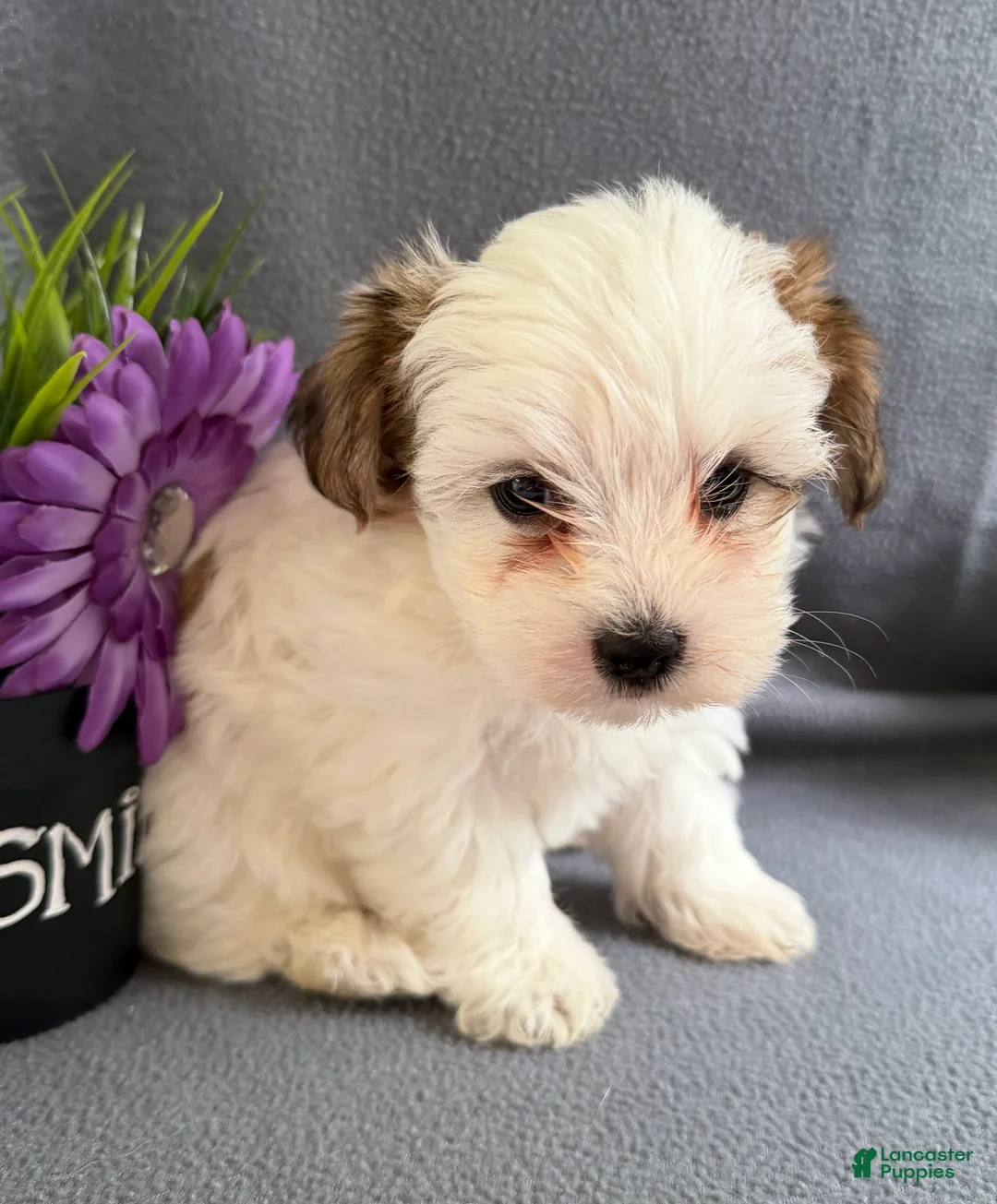 Morkie dogs for sale: Wiggles - Ad 2