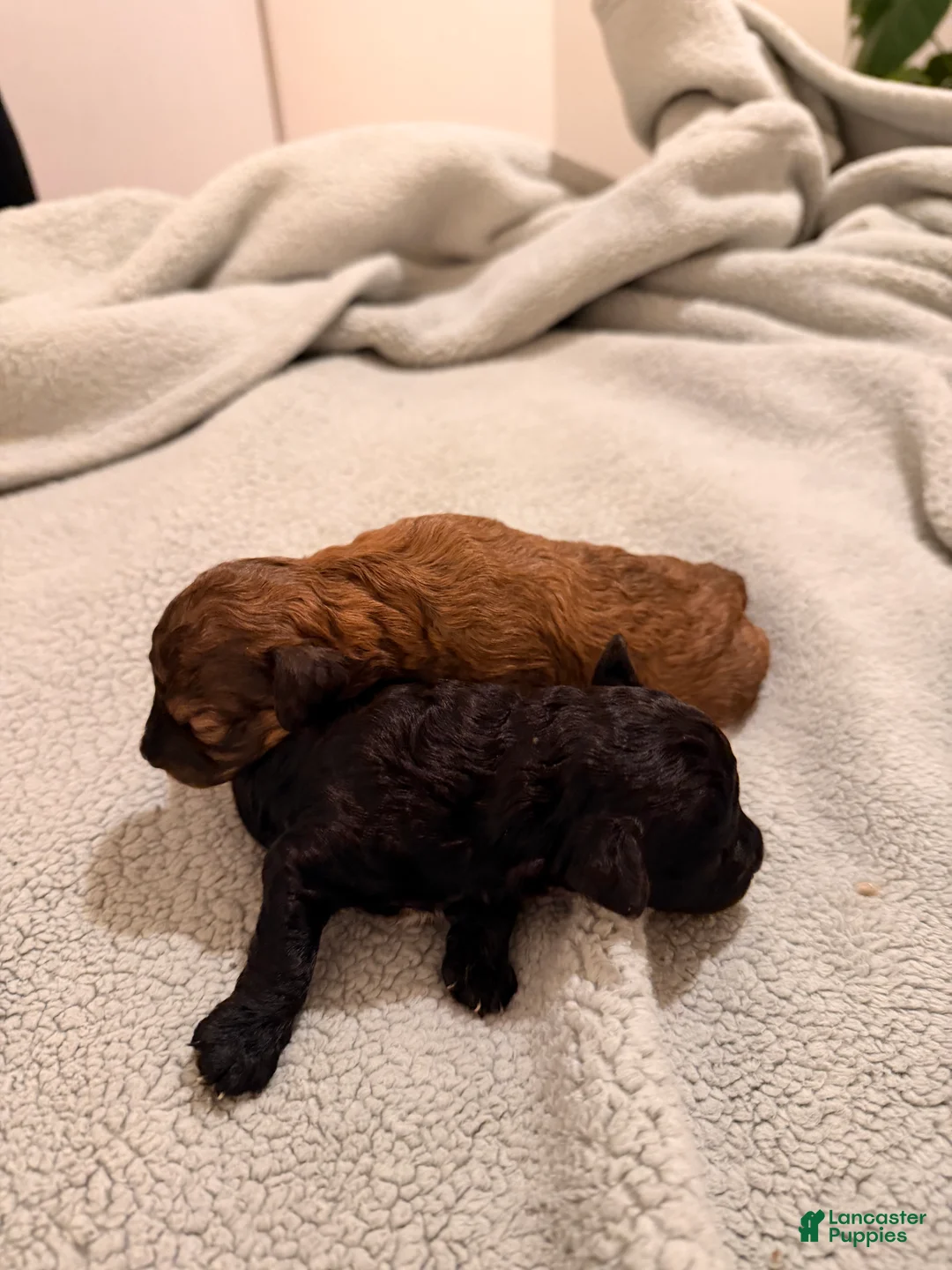 Toy Poodle dogs for sale: Beto - Ad 5