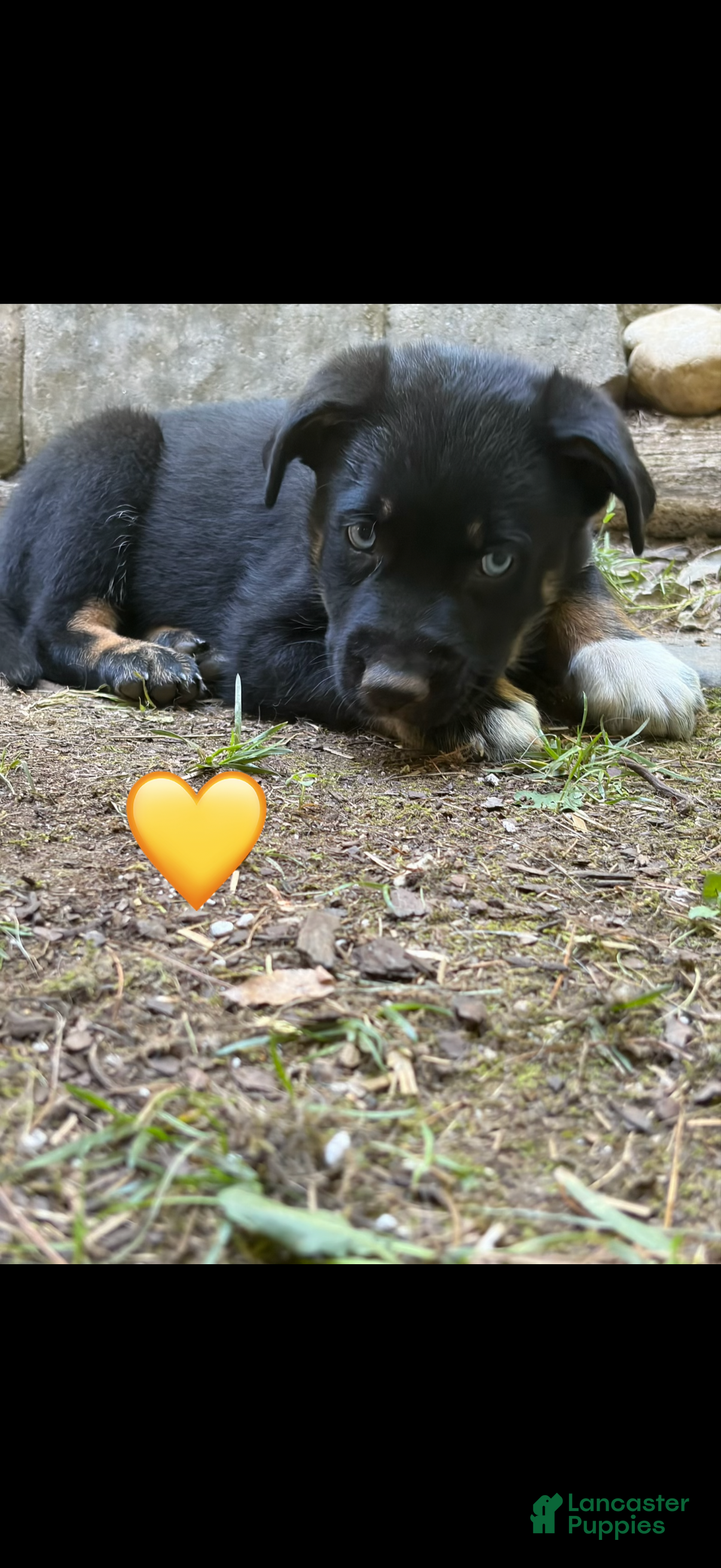 Mixed Breed dogs Yellow heart  - Ad 8
