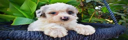 Havapoo dogs for sale: Milo-Sale!!! - Ad 2