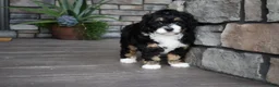 Mini Bernedoodle dogs for sale: Autumn - Ad 3