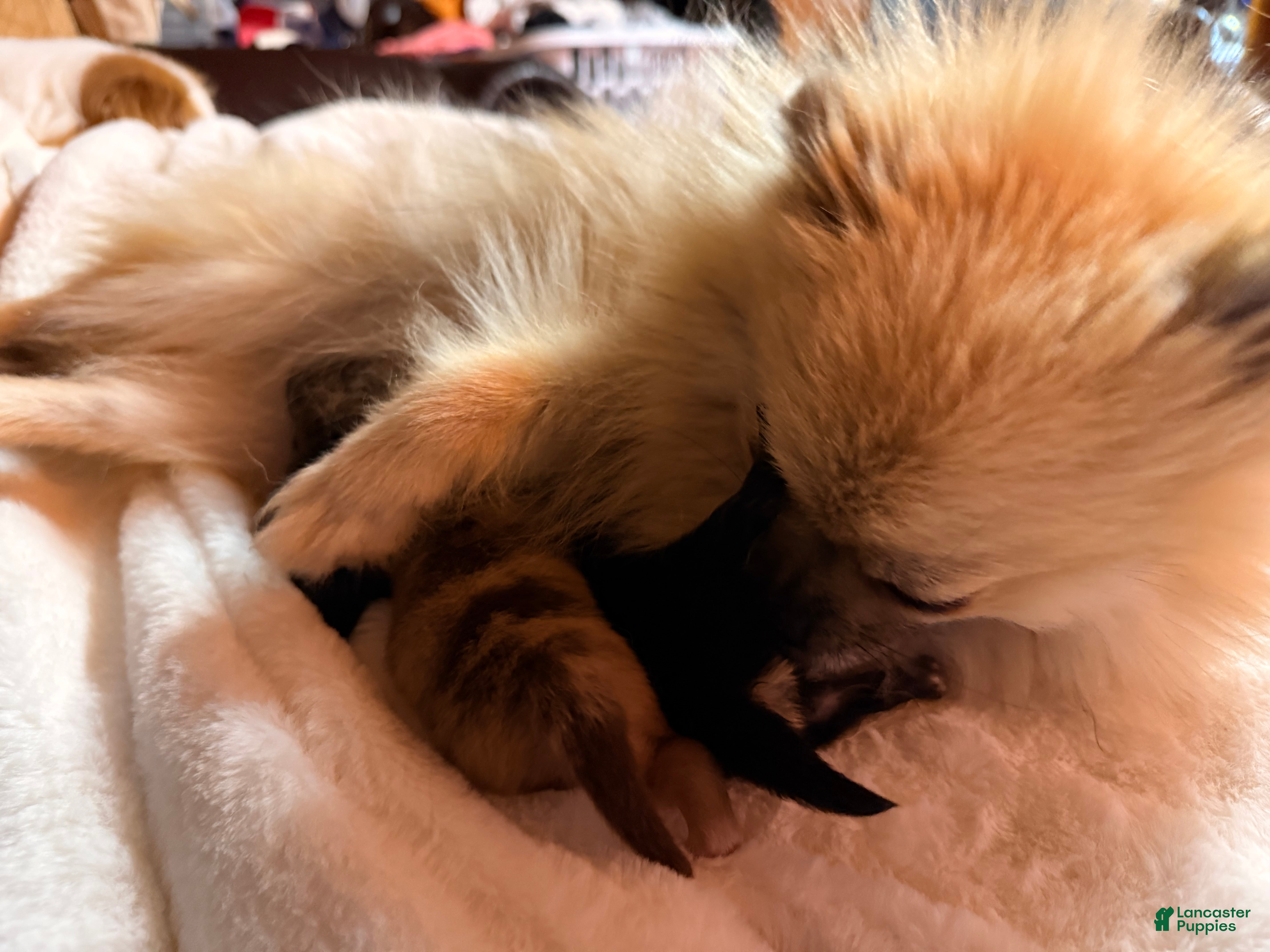 Pomeranian dogs Duke - Ad 2