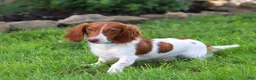 Dachshund dogs for sale: Cooper - Ad 5