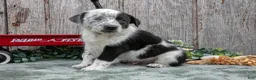 Mixed Breed dogs for sale: Sonny - Ad 3