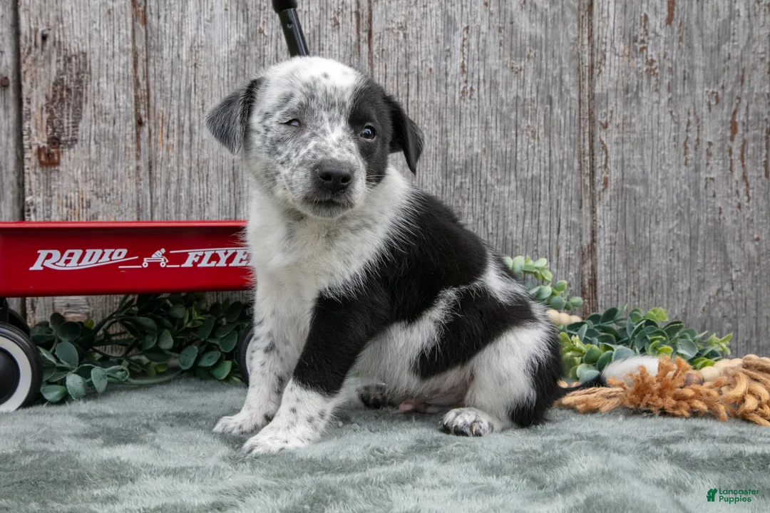 Mixed Breed dogs for sale: Sonny - Ad 3