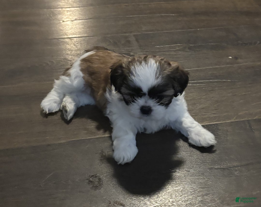 Shih Tzu dogs for sale: Snickerdoodle - Ad 1
