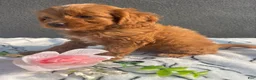 Mixed Breed dogs for sale: Porter - Ad 2