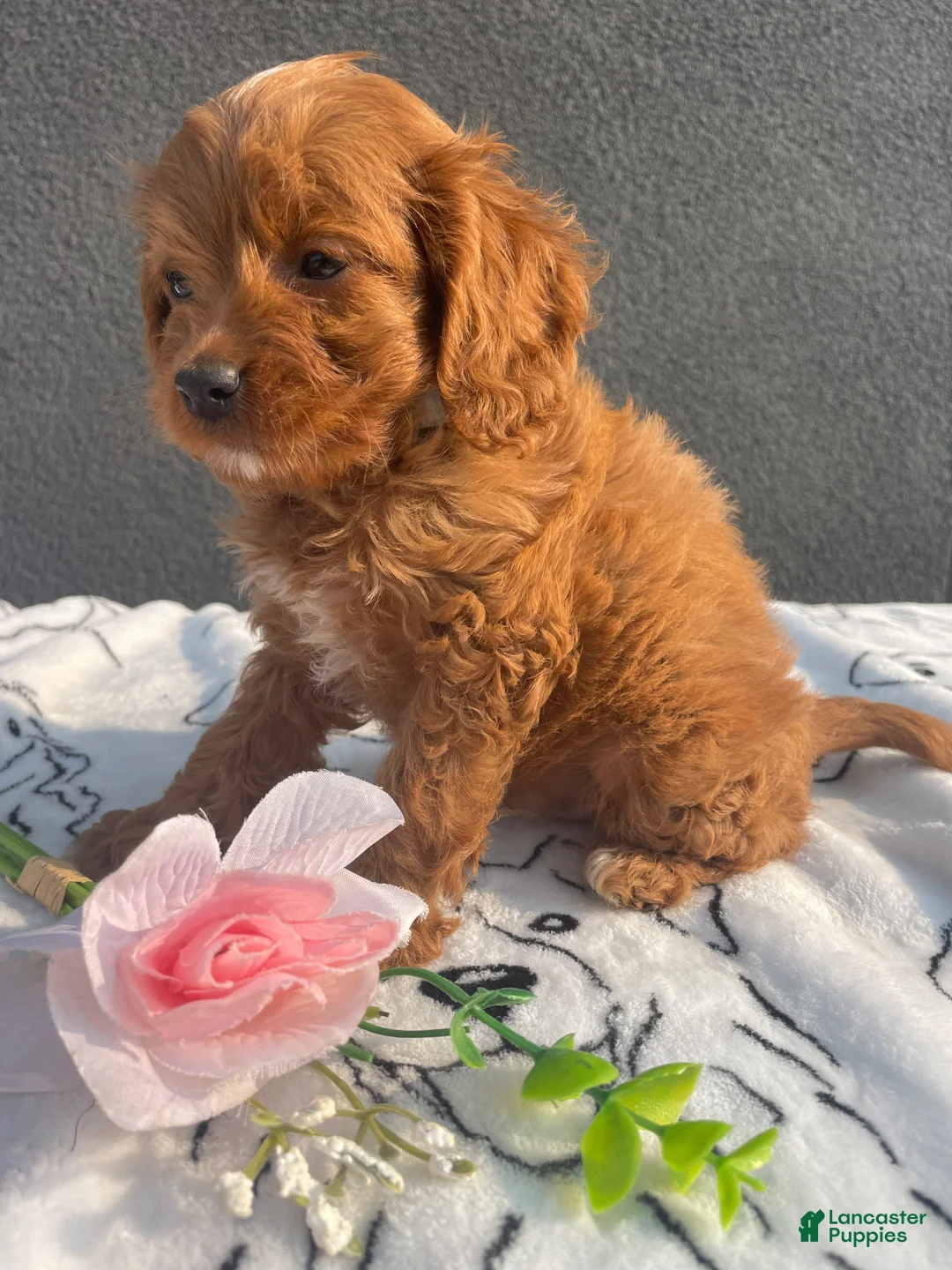 Mixed Breed dogs for sale: Porter - Ad 2
