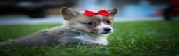 Welsh Corgi Pembroke dogs for sale: Scotty 🐾 - Ad 9