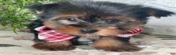 Yorkshire Terrier dogs for sale: Scooby - Ad 3