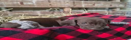 German Shorthaired Pointer dogs for sale: Tina - Ad 1