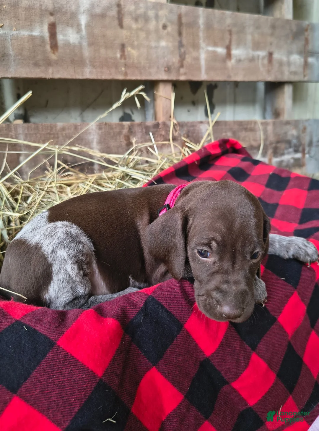 German Shorthaired Pointer dogs for sale: Tina - Ad 1