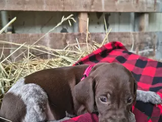 German Shorthaired Pointer dogs Tina - Ad 28