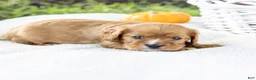 Cavalier King Charles Spaniel dogs for sale: Chewy - Ad 6