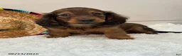 Miniature Dachshund dogs for sale: Tucker - Ad 1